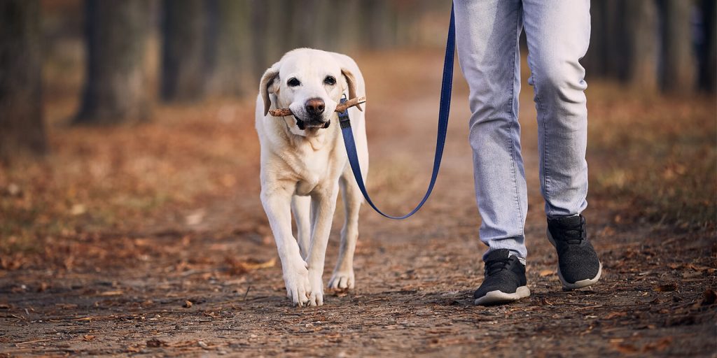 6 benefits of working from home as a pet owner