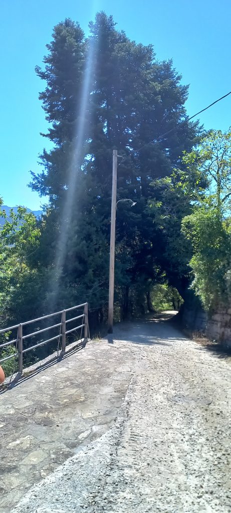 ΚΡΙΚΕΛΛΟ έλατος Καγιανέικα